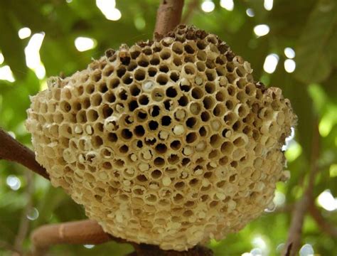 蜜蜂 蜂窩